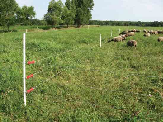 Sheep being contained in pasture by a temporary electric fence